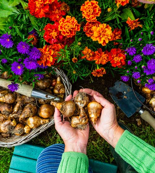 一双人类的手种植郁金香。