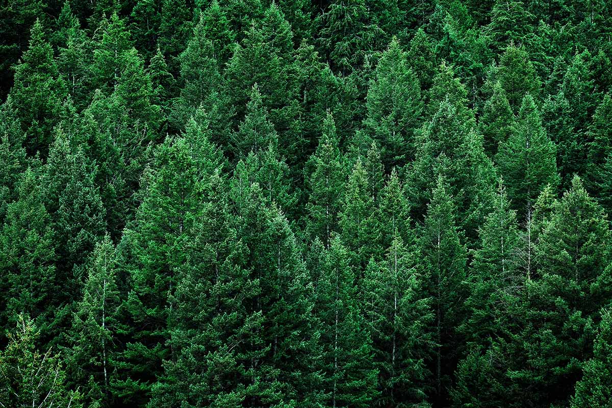 水平的森林,人口增长与松树。