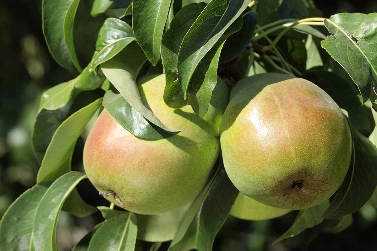 密切的横向图像梨生长在花园里见在明亮的阳光下。